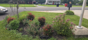 Perennial garden in full summer growth with red-leaved shrubs and pink flowering plants beside the fire department flagpole