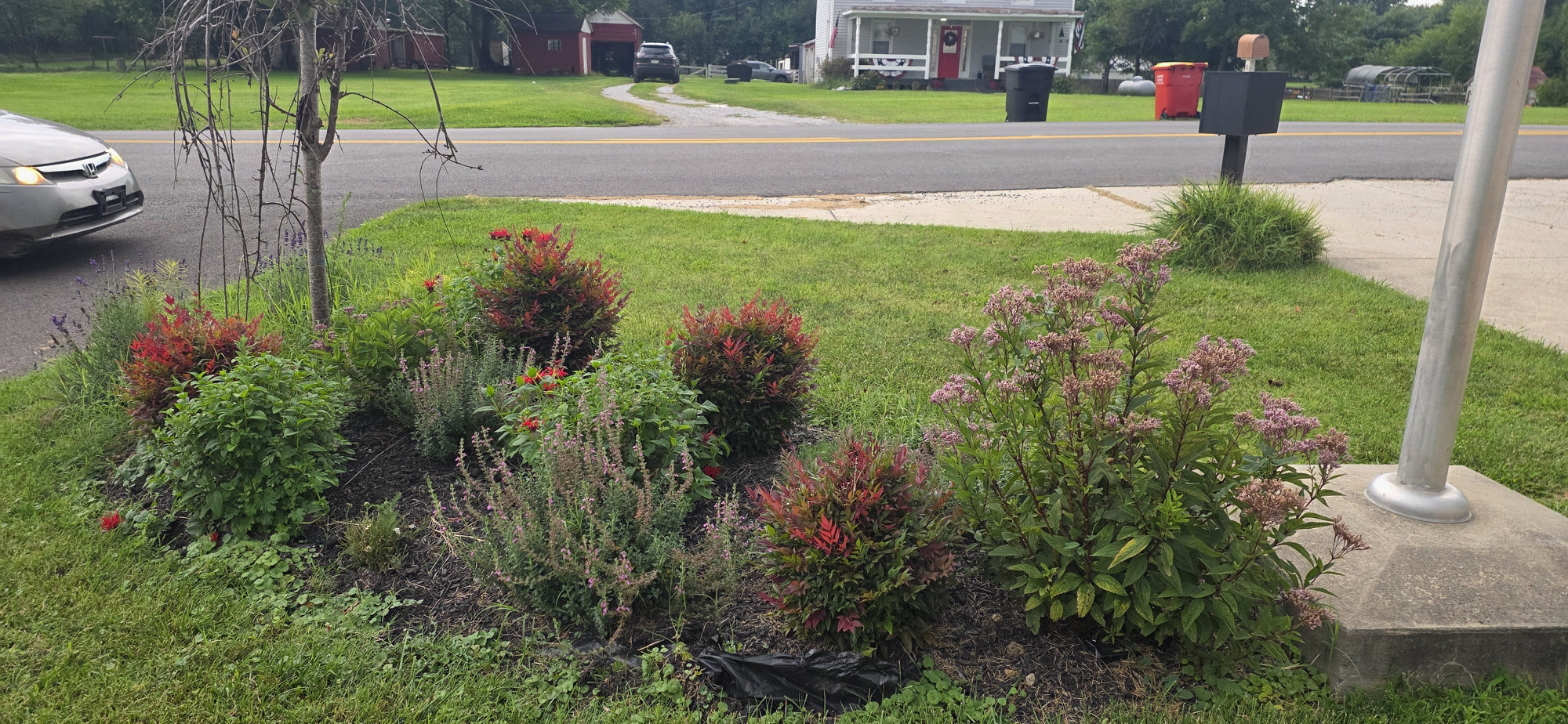 Perennial garden in full summer growth with red-leaved shrubs and pink flowering plants beside the fire department flagpole