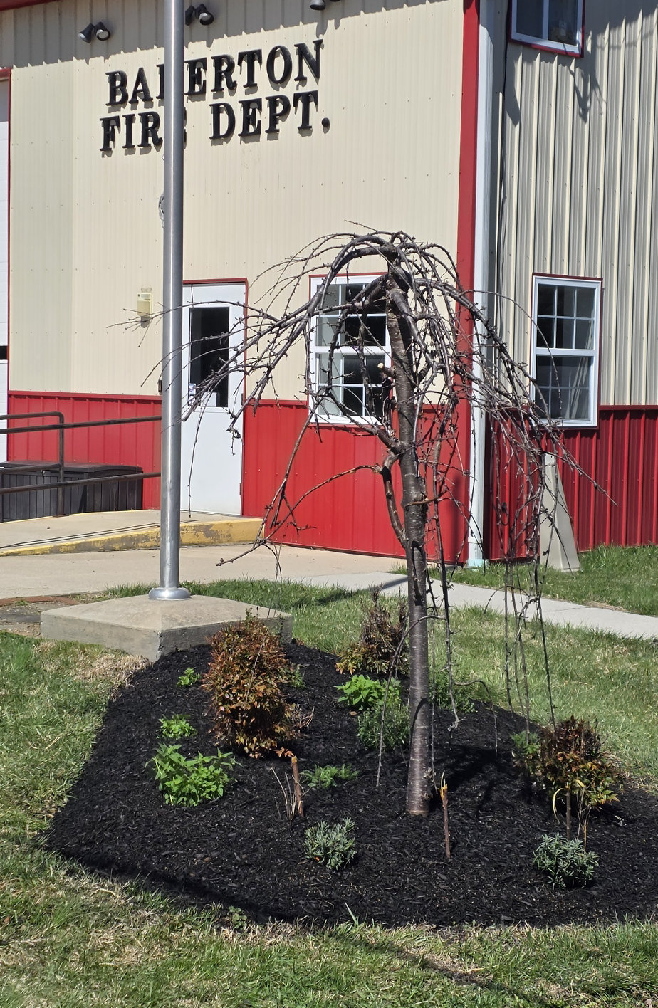 Newly planted perennial bed with black mulch and a small weeping tree in front of the Bakerton Fire Dept. building