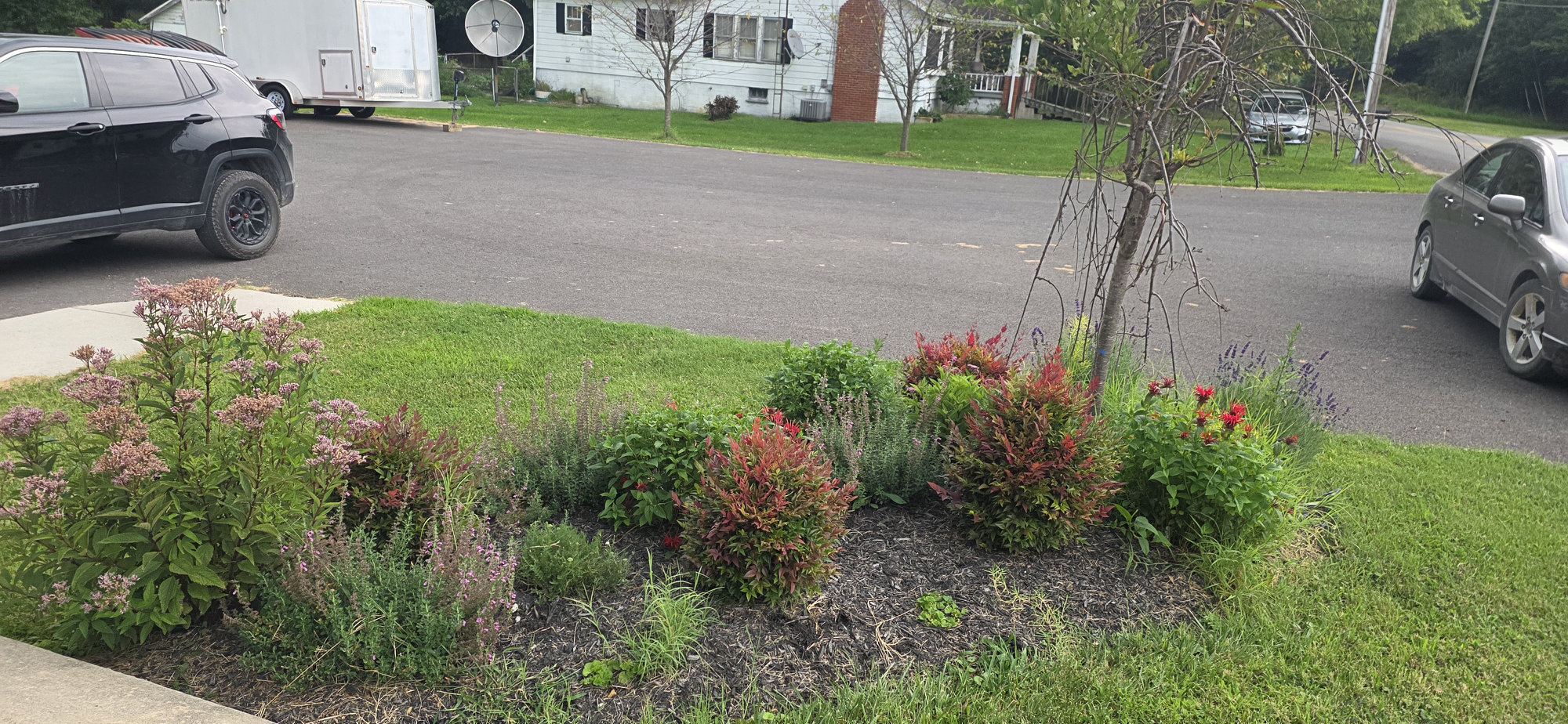 Perennial garden in late summer with red-leaved shrubs, pink blooms and lavender along the street