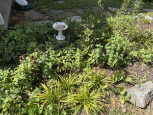Refreshed flower bed at the Intern Cottage planted with native plants, with a birdbath and stone edging