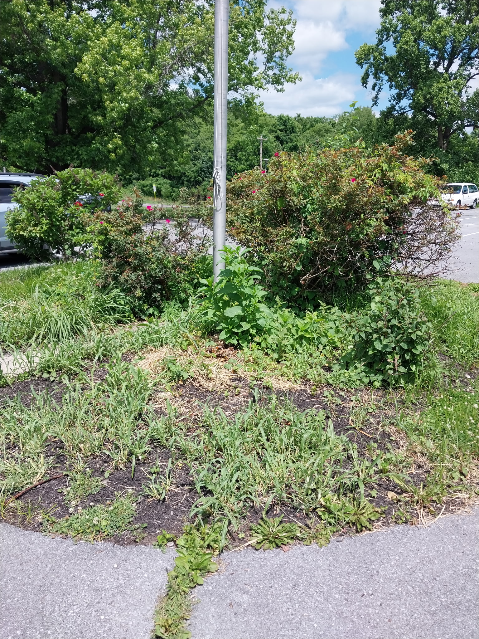 Overgrown garden bed at The Grove Center before the Berk-Mar Garden Club refresh